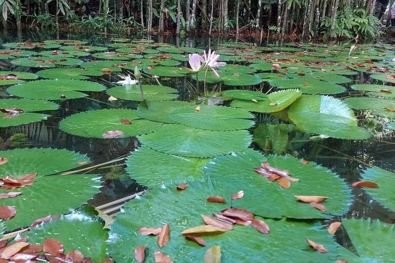Parques Amazônicos de Belém: Fauna e Flora no Coração da Cidade!