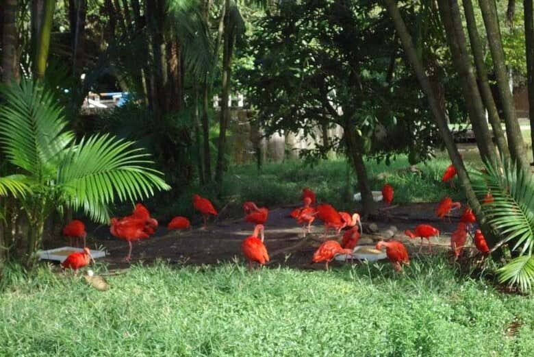 Parques Amazônicos de Belém: Fauna e Flora no Coração da Cidade!