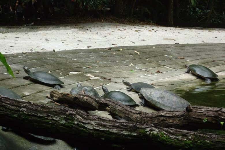 Parques Amazônicos de Belém: Fauna e Flora no Coração da Cidade!