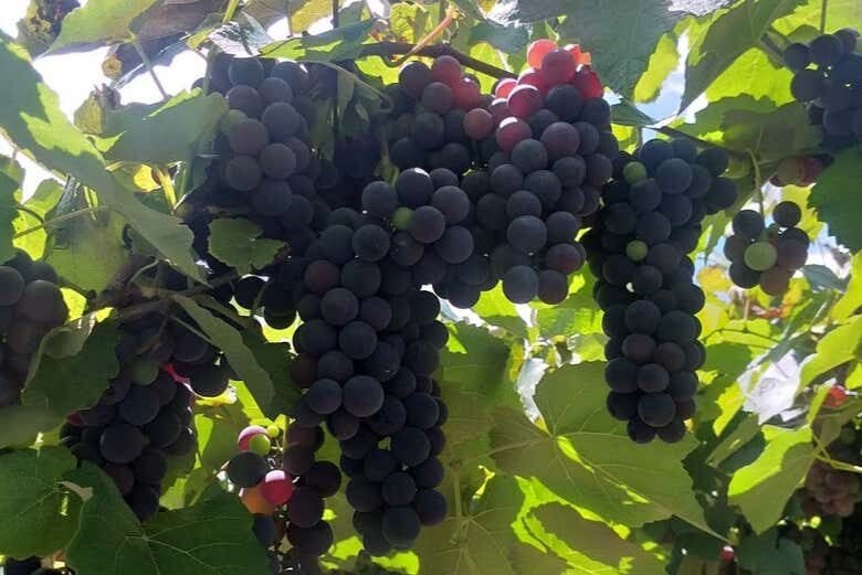 Vinhos, Tradição e Encantos do Vale Trentino na Serra Gaúcha!