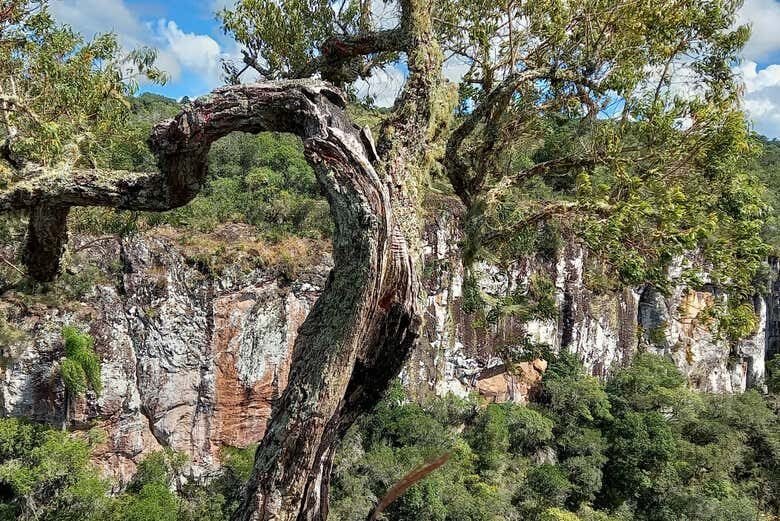 Trilha Noturna e Jantar Típico nos Encantadores Campos de Criúva!