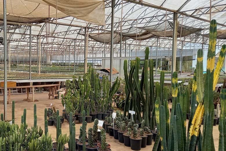 Tour dos Cactos, Abelhas e Conventos: um dia de descobertas incríveis saindo de Caxias do Sul!