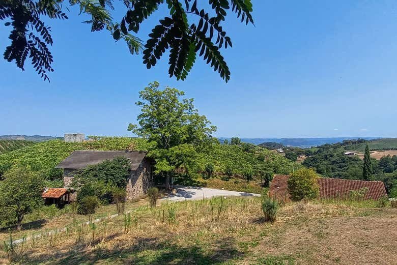 Vinhos, Tradição e Encantos do Vale Trentino na Serra Gaúcha!