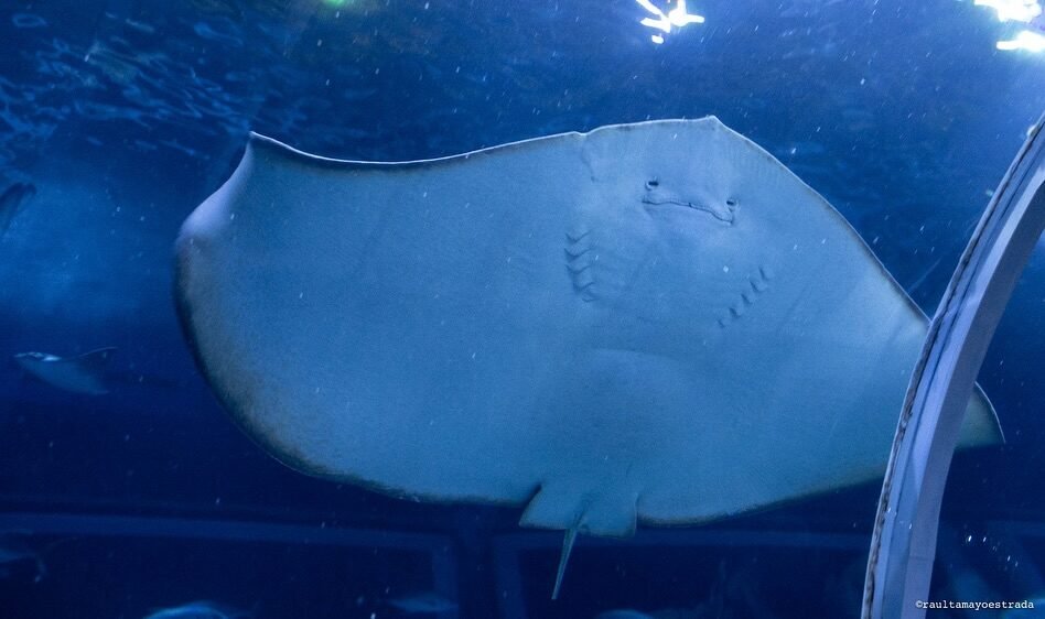 Mergulho no Mundo Subaquático do AquaFoz: Uma Experiência Imersiva em Foz do Iguaçu!