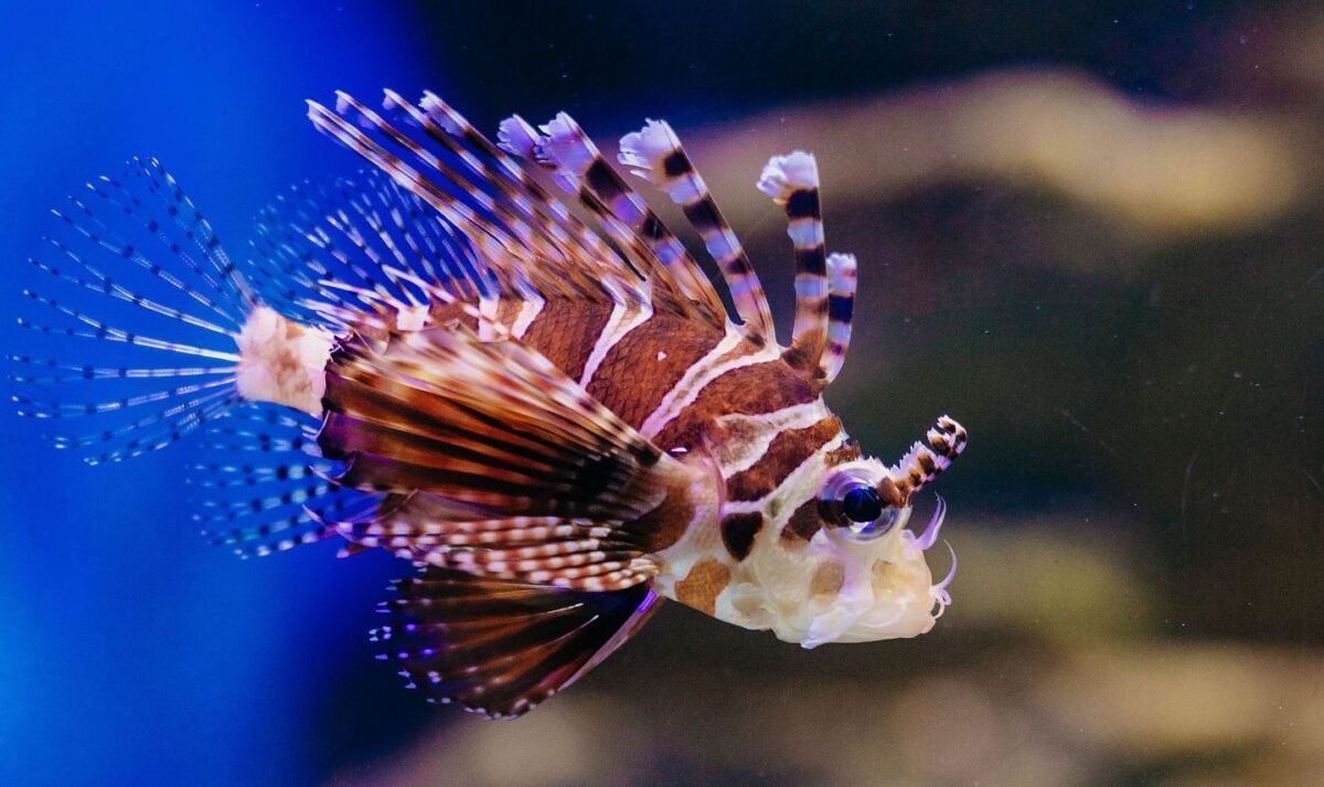 Mergulho no Mundo Subaquático do AquaFoz: Uma Experiência Imersiva em Foz do Iguaçu!