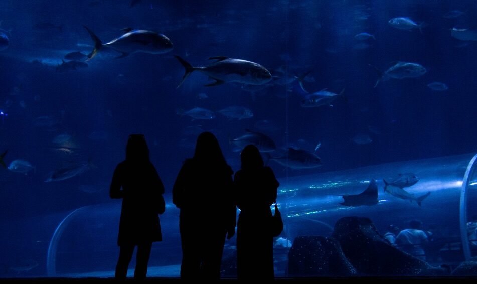 Mergulho no Mundo Subaquático do AquaFoz: Uma Experiência Imersiva em Foz do Iguaçu!