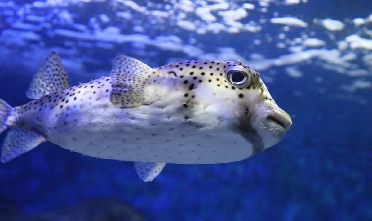 Mergulho no Mundo Subaquático do AquaFoz: Uma Experiência Imersiva em Foz do Iguaçu!