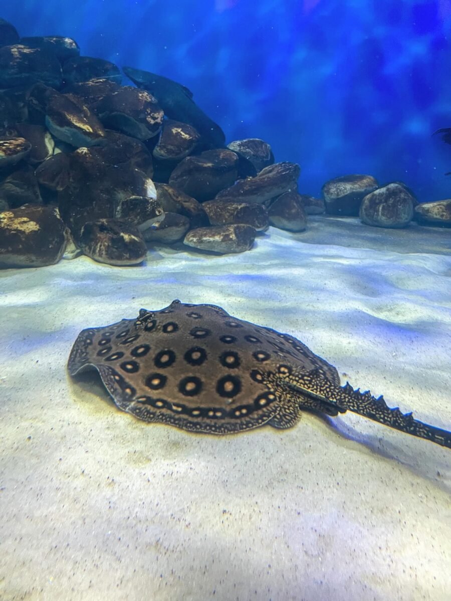 Mergulho no Mundo Subaquático do AquaFoz: Uma Experiência Imersiva em Foz do Iguaçu!