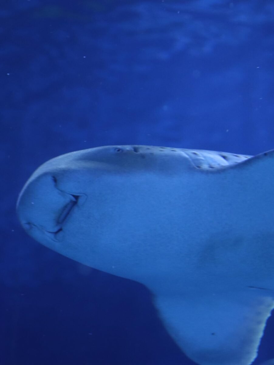 Mergulho no Mundo Subaquático do AquaFoz: Uma Experiência Imersiva em Foz do Iguaçu!