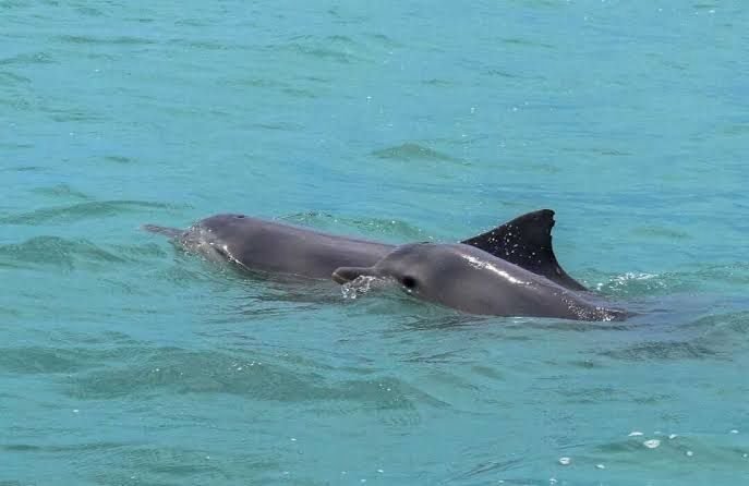 Aventura Pirata em Bombinhas: Diversão a Bordo e Mergulho no Mar!