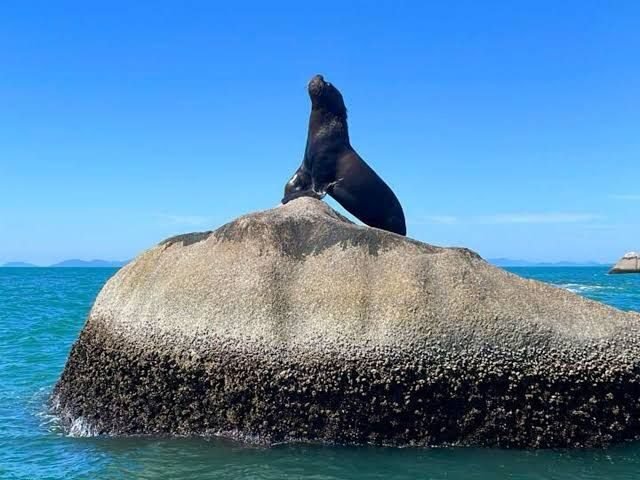 Aventura Pirata em Bombinhas: Diversão a Bordo e Mergulho no Mar!